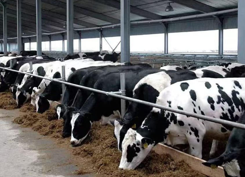 未标题-1_0000_steel-cow-shed-dairy-farm-3 (1)