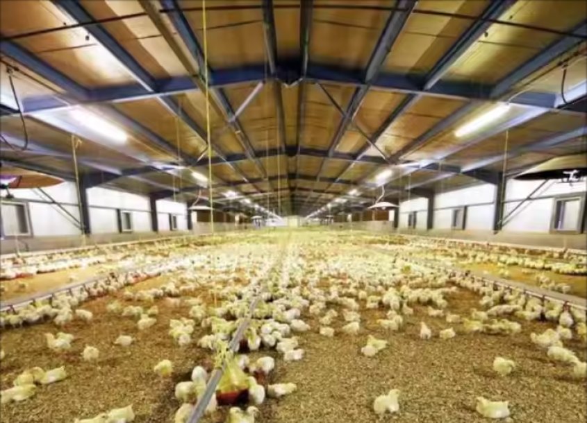 steel-chicken-house-6 (4)