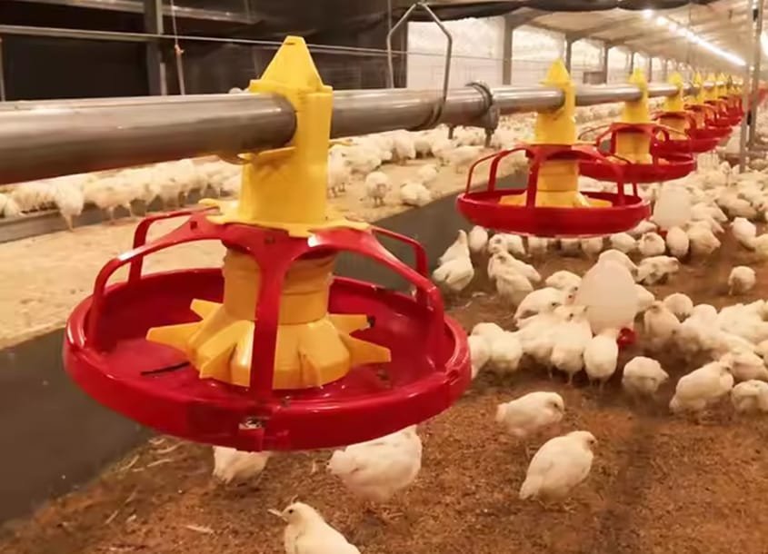 未标题-1_0000_steel-chicken-house-8 (1)