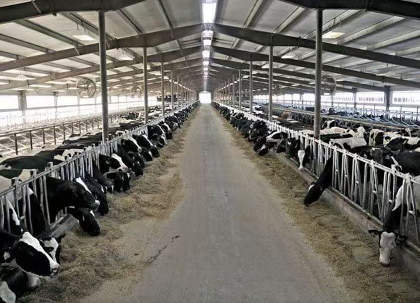 未标题-1_0000_steel-cow-shed-dairy-farm-4 (1)