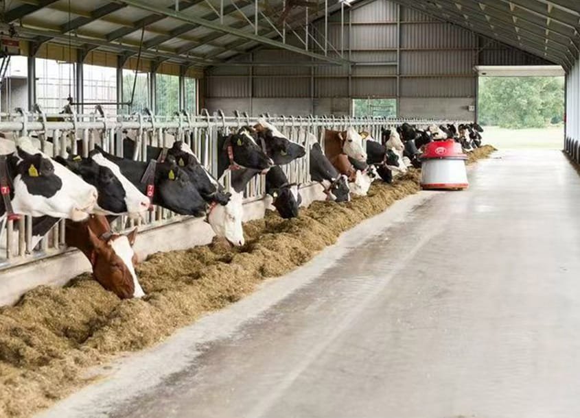 未标题-1_0000_steel-cow-shed-dairy-farm-2 (1)