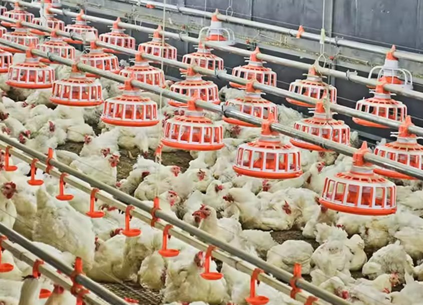 未标题-1_0000_steel-chicken-house-7 (1)