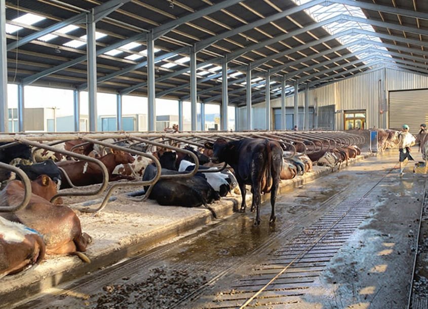 未标题-1_0001_steel-cow-shed-dairy-farm-4 (1)