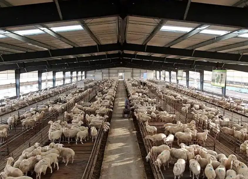 未标题-1_0003_steel-sheep-barn-1-4