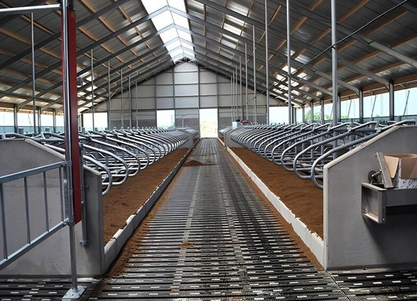 未标题-1_0002_steel-cow-shed-dairy-farm-5 (2)