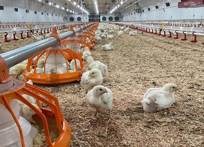 未标题-1_0000_steel-chicken-house-3-1
