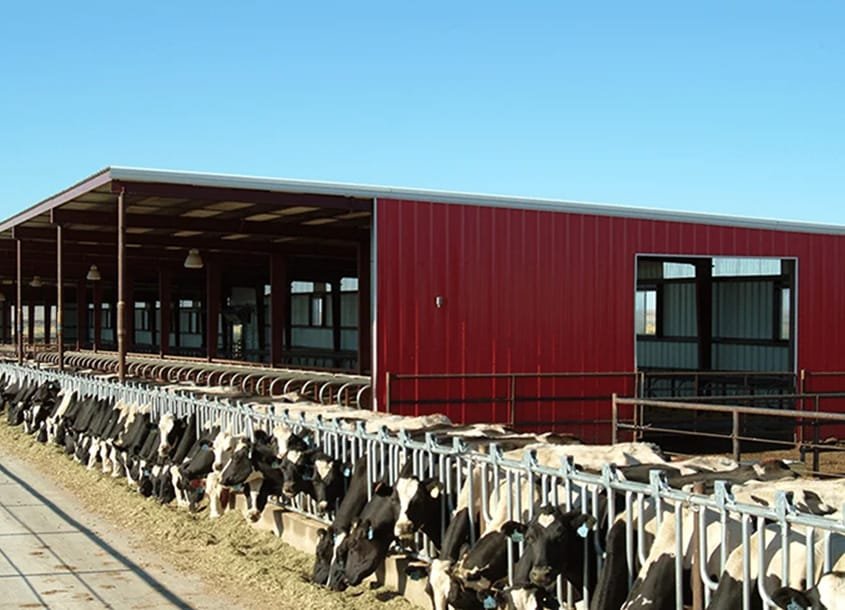 未标题-1_0000_steel-cow-shed-dairy-farm-1 (1)