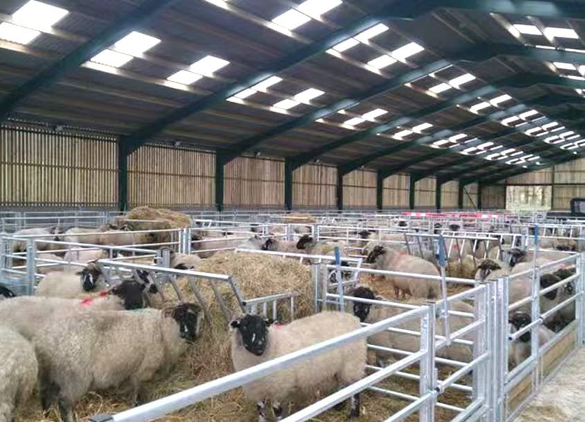 未标题-1_0000_steel-sheep-barn-1 (1)