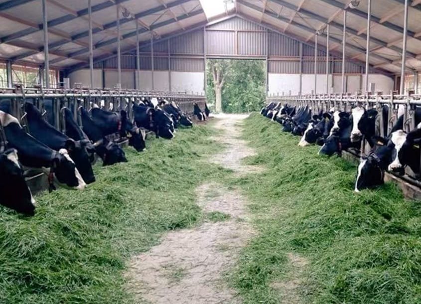 未标题-1_0003_steel-cow-shed-dairy-farm-3 (4)
