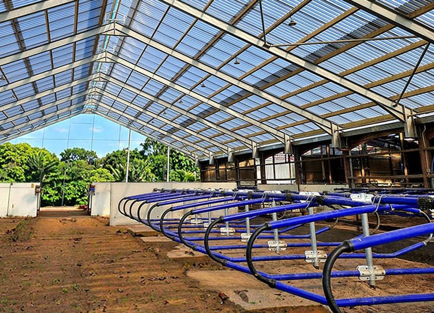 未标题-1_0001_steel-cow-shed-dairy-farm-2 (1)