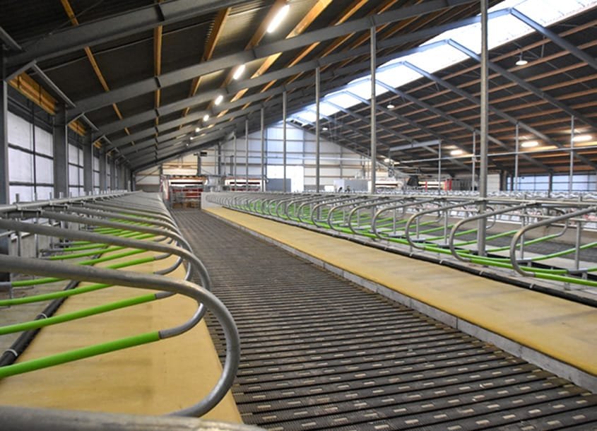 未标题-1_0002_steel-cow-shed-dairy-farm-1 (3)