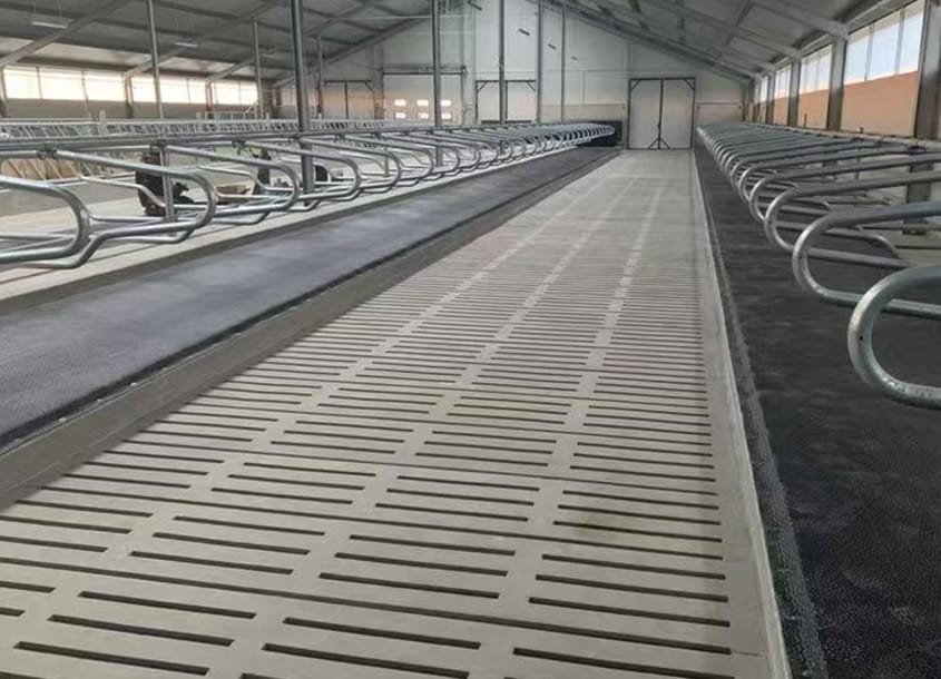 未标题-1_0001_steel-cow-shed-dairy-farm-3 (2)