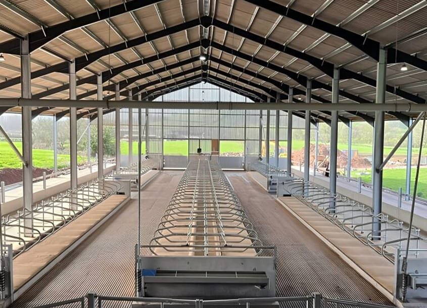 未标题-1_0003_steel-cow-shed-dairy-farm-5 (3)