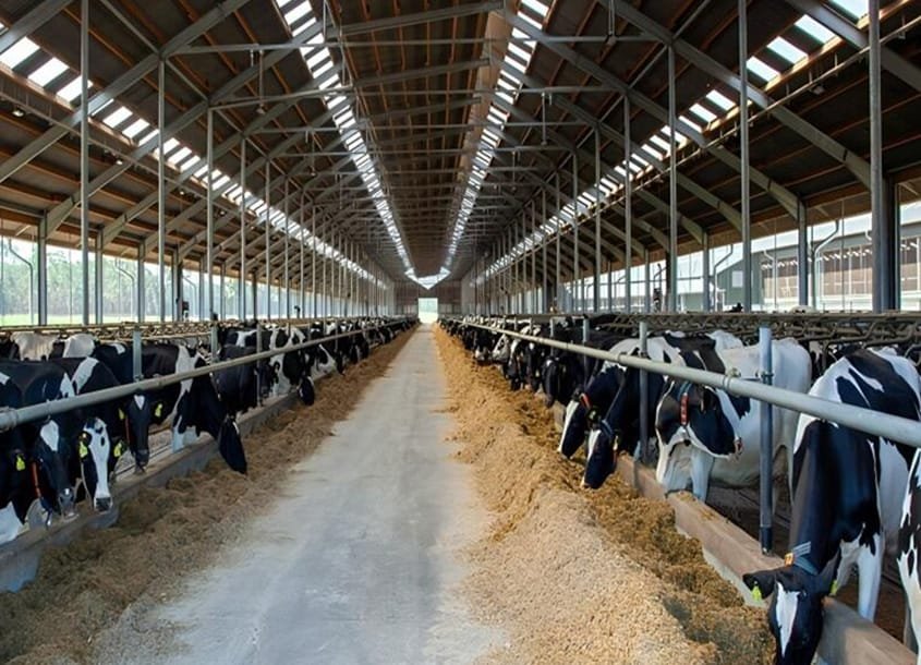 未标题-1_0001_steel-cow-shed-dairy-farm-5 (1)